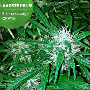 Autoflower wietzaden - Goedkoopste autoflower wietzaden