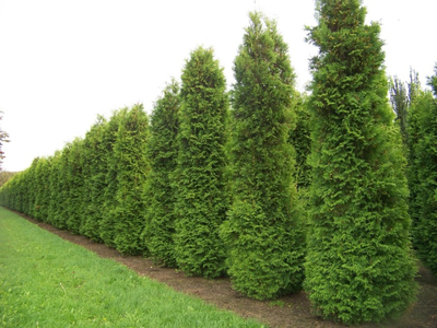 Unsere Neue, Schöne - die Thuja Brabant.