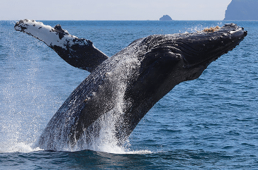 Alaska reizen - Wild Alaska